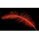 plume d'aile de nandou teintée rouge fluo 35-45 cm