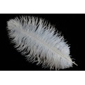 plume d'aile d'autruche teintées blanc 65 cm