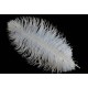 plume d'aile d'autruche teintées blanc 55 cm