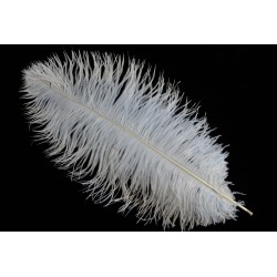 plume d'aile d'autruche teintées blanc 40 cm