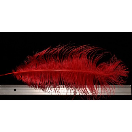 plume d'aile d'autruche teintées rouge 55 cm