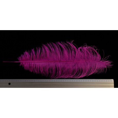 plume d'aile d'autruche teintées fuchsia 55 cm