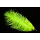 plume d'aile d'autruche teintées chartreuse 55 cm